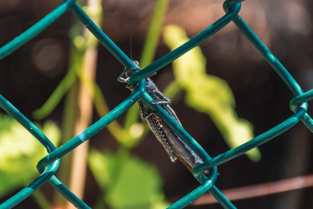 Foto primer plano de un insecto en una valla de metal