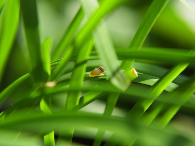 Foto primer plano de un insecto verde en una planta
