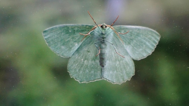 Foto primer plano de un insecto en vidrio