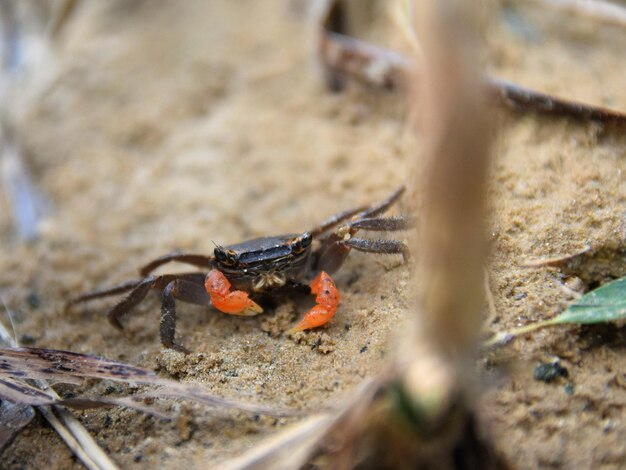 Foto un primer plano de un insecto.