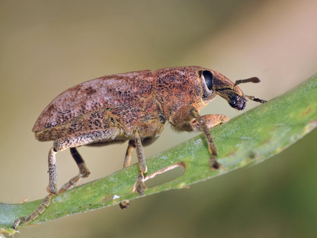 Foto primer plano de un insecto