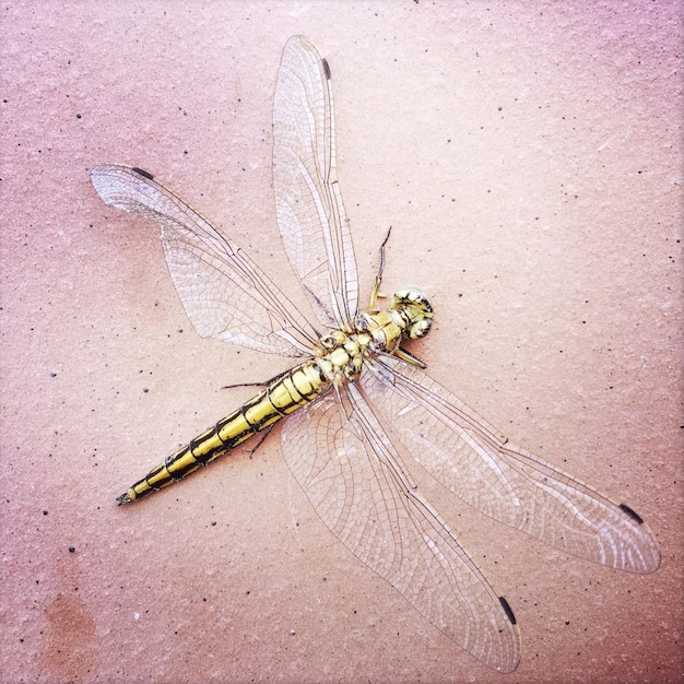 Primer plano de un insecto