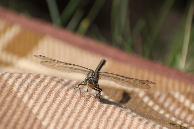 Foto primer plano de un insecto