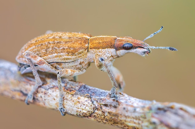 Foto un primer plano de un insecto