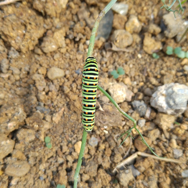 Foto primer plano de un insecto