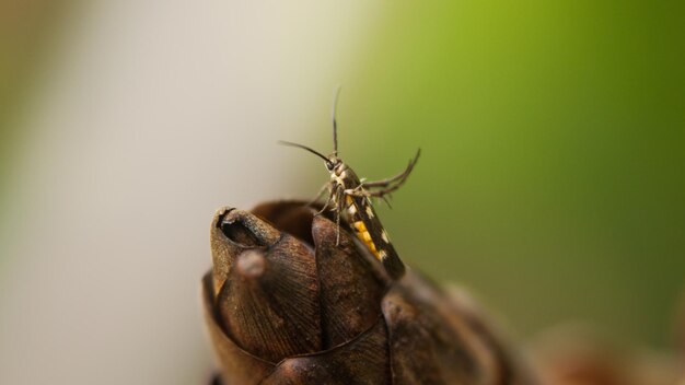 Primer plano de un insecto