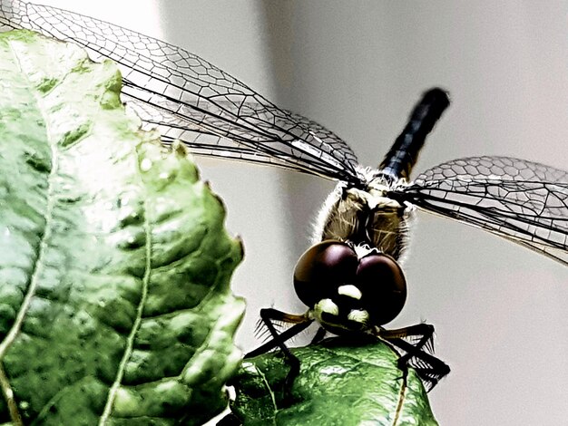 Foto primer plano de un insecto