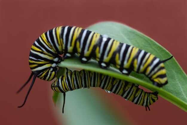 Foto primer plano de un insecto