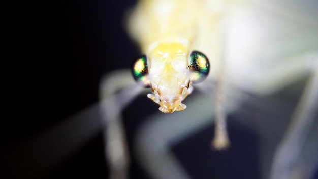 Foto primer plano de un insecto