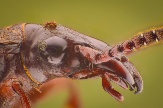 Foto primer plano de un insecto