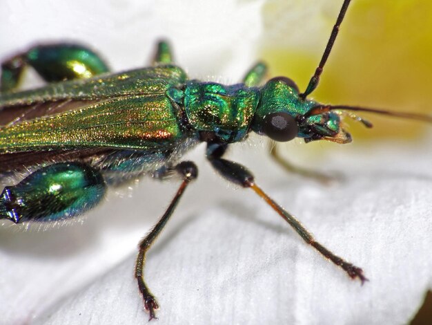 Foto primer plano de un insecto