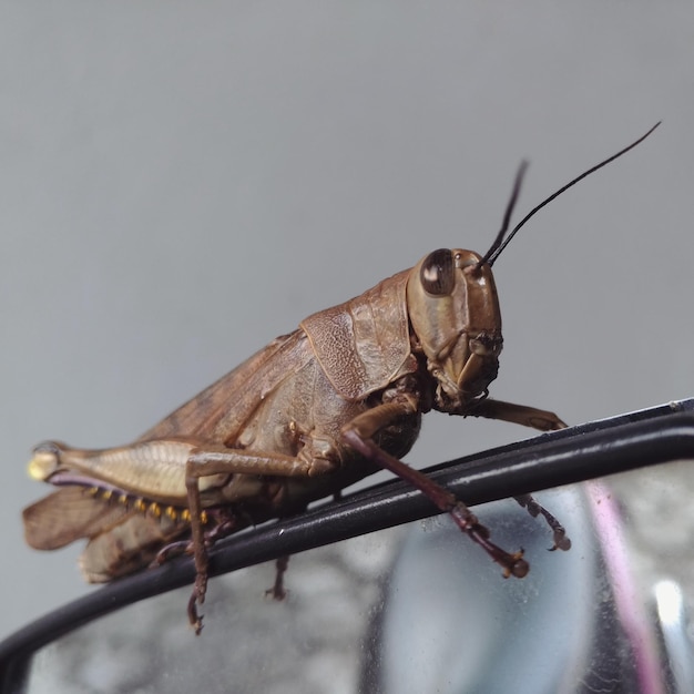 Foto primer plano de un insecto