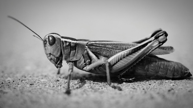 Foto primer plano de un insecto