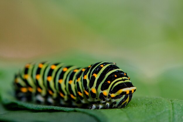 Foto primer plano de un insecto