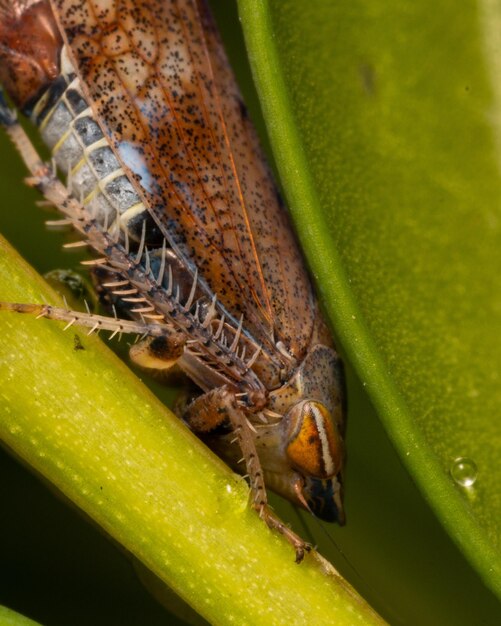 Foto primer plano de un insecto