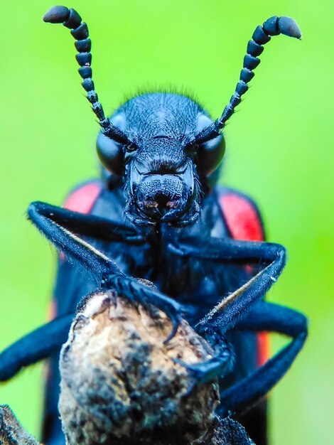 Foto primer plano de un insecto