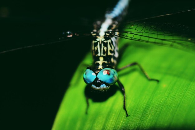 Foto primer plano de un insecto