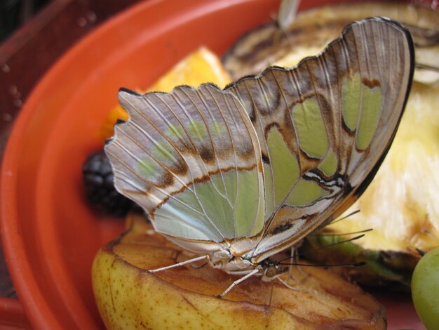 Foto primer plano de un insecto