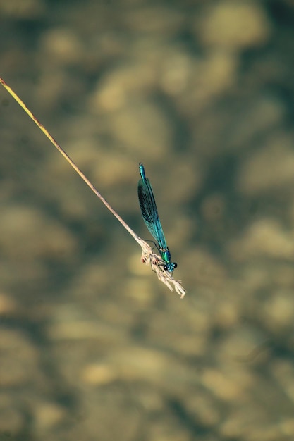 Foto un primer plano de un insecto