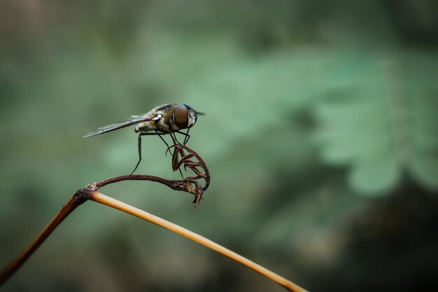 Primer plano de un insecto