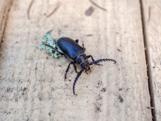 Foto primer plano de un insecto