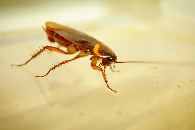 Primer plano de un insecto