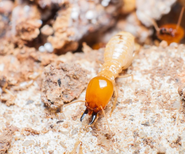 Primer plano de un insecto