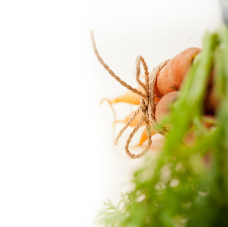 Foto primer plano de un insecto