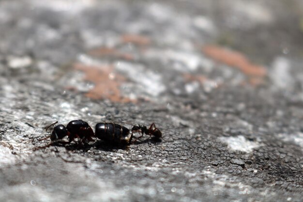 Foto primer plano de un insecto