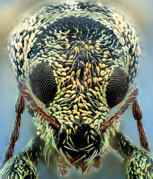 Foto primer plano de un insecto