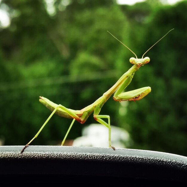 Foto primer plano de un insecto