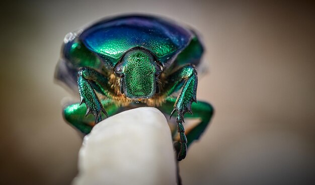 Foto un primer plano de un insecto