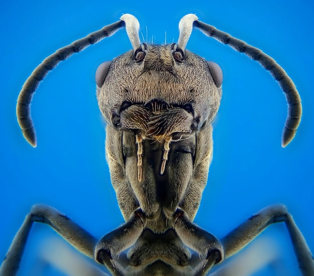 Primer plano de un insecto