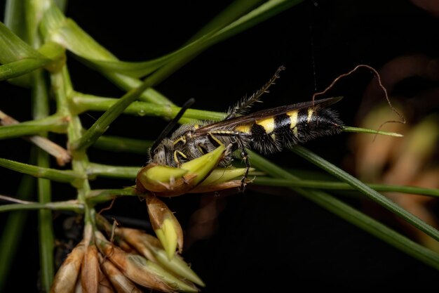 Foto primer plano de un insecto