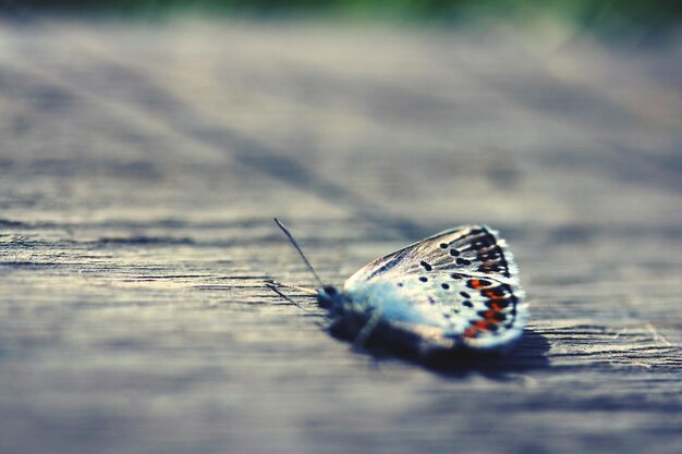 Foto primer plano de un insecto