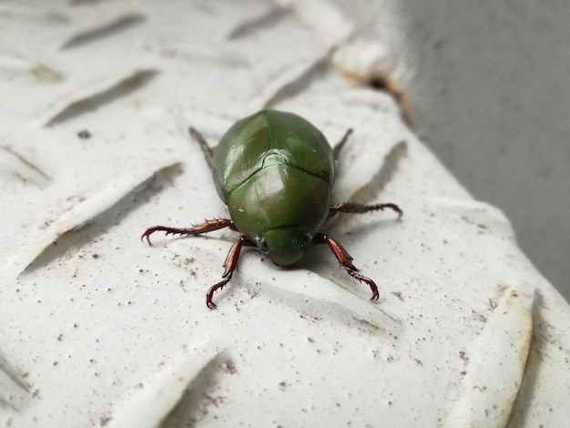 Foto primer plano de un insecto