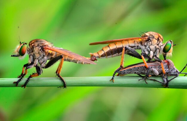 Foto primer plano de un insecto