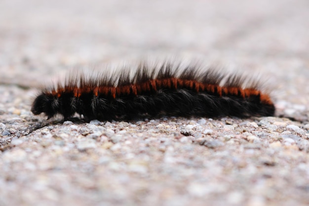 Primer plano de un insecto