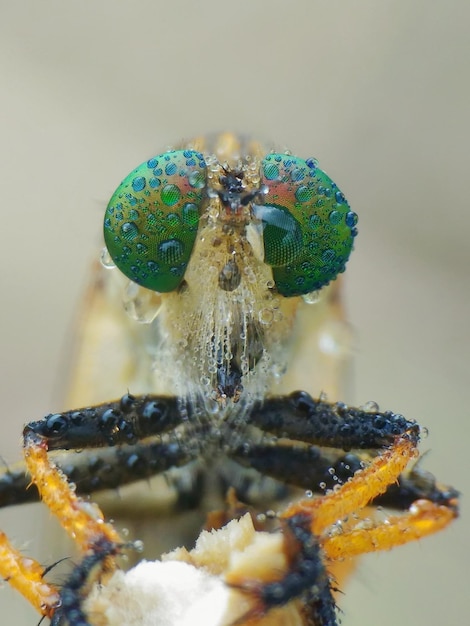 Foto primer plano de un insecto