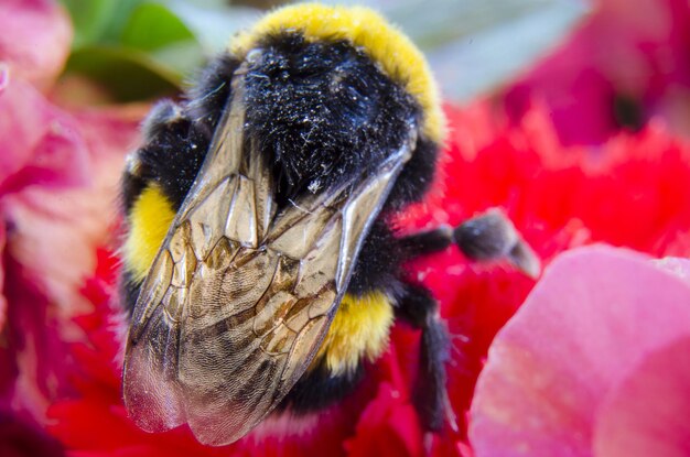 Foto primer plano de un insecto