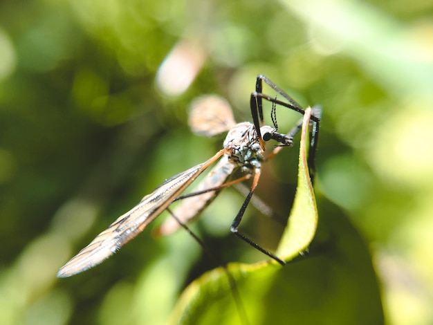 Foto primer plano de un insecto