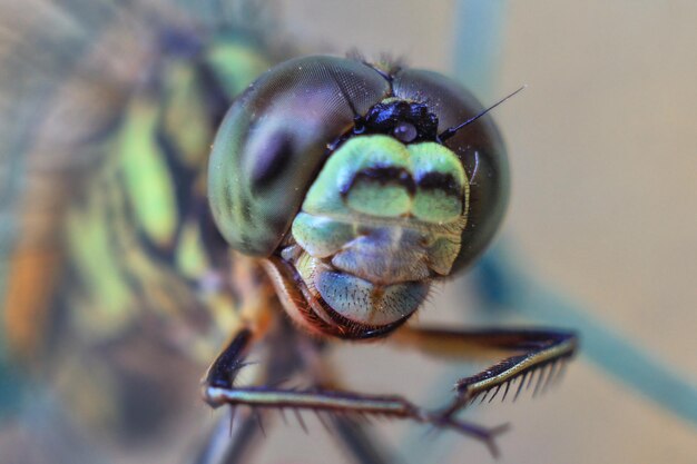 Foto primer plano de un insecto