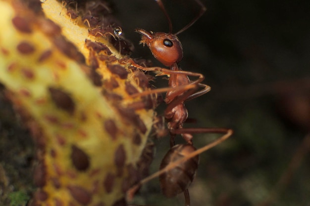 Foto primer plano de un insecto