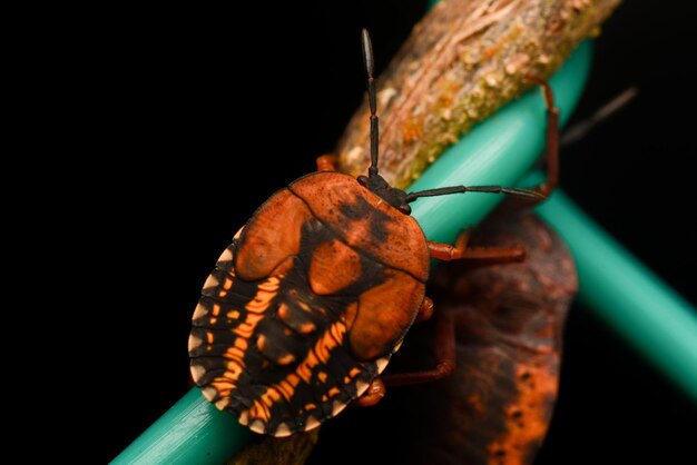 Primer plano de un insecto