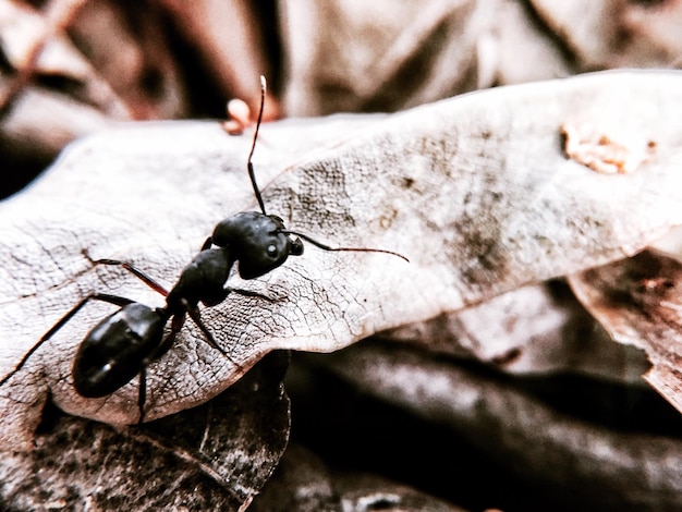 Foto primer plano de un insecto