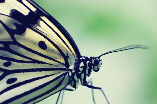 Foto primer plano de un insecto