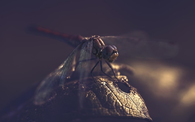 Foto primer plano de un insecto