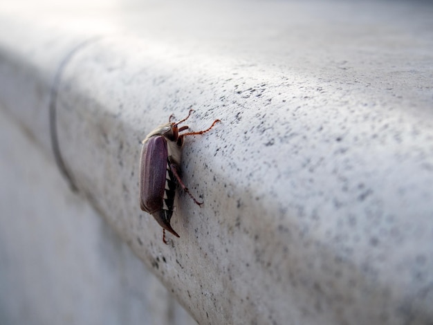 Primer plano de un insecto