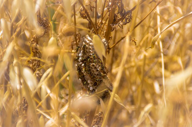 Foto primer plano de insectos en los cultivos en el campo