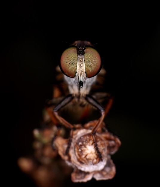 Primer plano de insectos en la flor